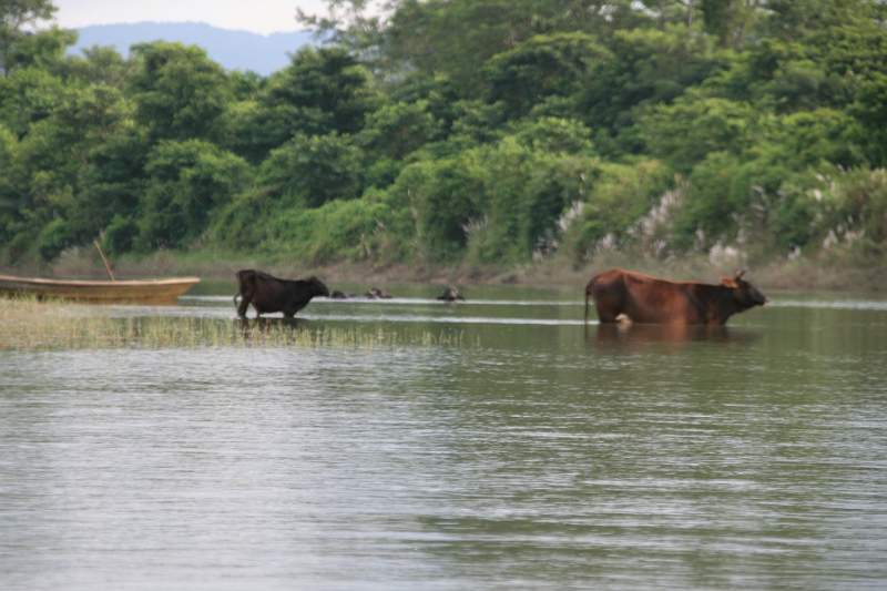 India & Nepal 2011 - 0591